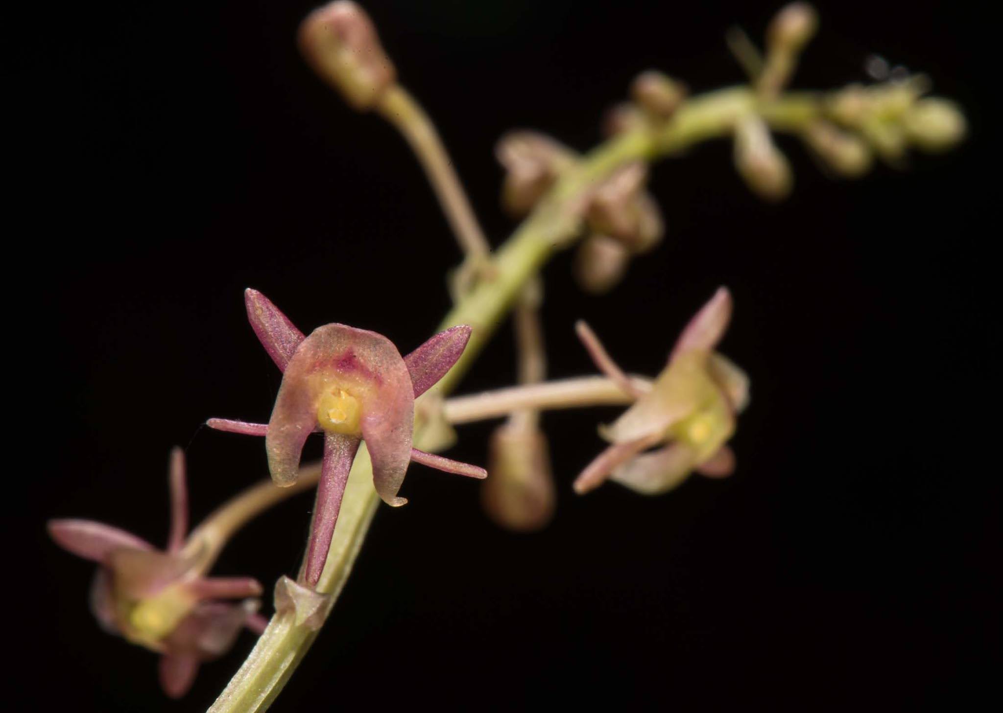 Crepidium acuminatum